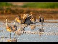 Lesser Sandhill Cranes:  Merced National Wildlife Refuge Jan. 27, 2022 +