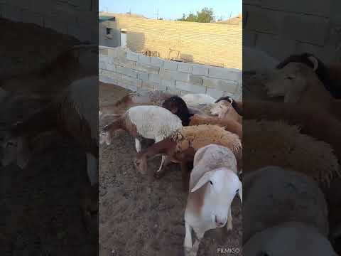 بگو ماشالله بره چینی خوشکل