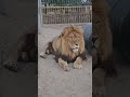 ❤️Лев Тигран-признание в любви. #shorts #lions #shortvideo #левтигран