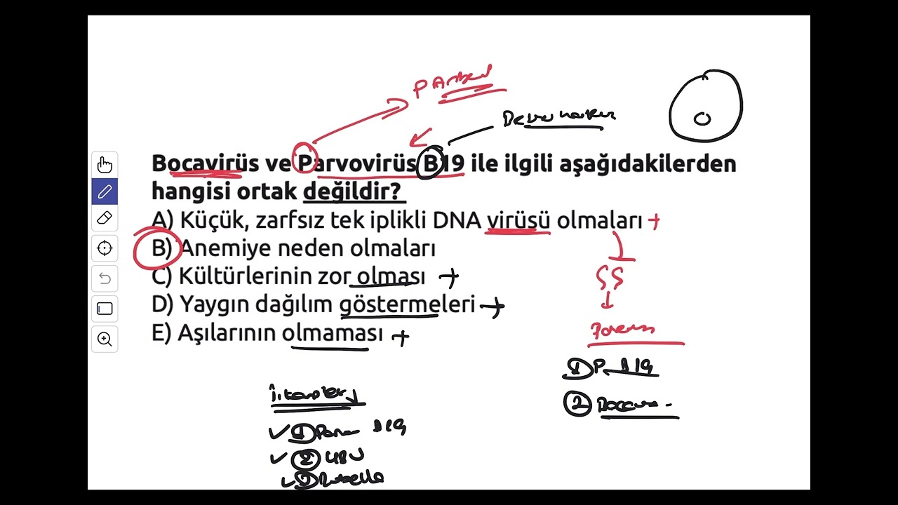 BIR SORU UZERINDEN PARVOVIRUS ÖZETI