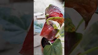 Anthurium Flower Ke Spadix Par Ye Bumps Kyun Bante Hain? 😱🌺 | Pollination Secret #shorts #gardening