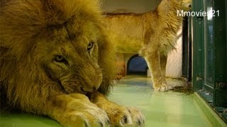 骨をかじるライオン~Lion