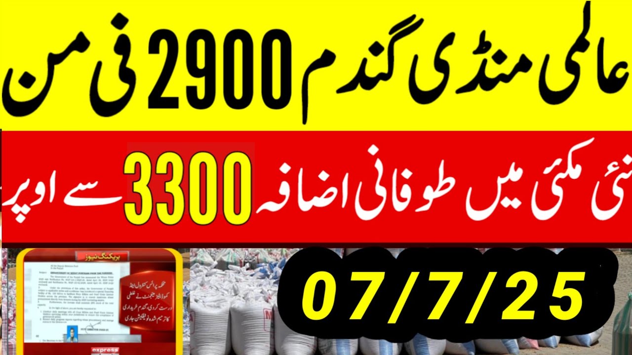 Wheat Support Final Price In Punjab 2025 ll Gundam Rate Today l گندم کا ...