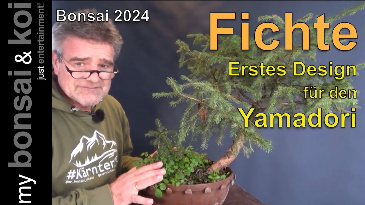 Bonsai 2024-66 - Fichte - Picea - erstes Design für den Yamadori