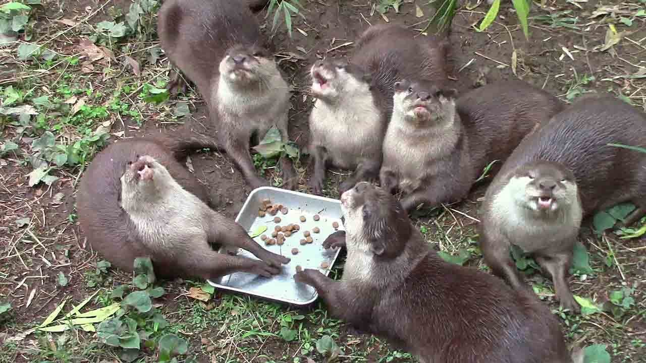 ネギ巻き コツメカワウソ大家族の給餌②（埼玉県こども動物自然公園）Otter Family Feeding Time