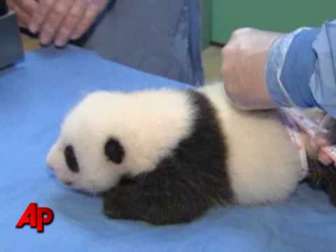 Raw Video: Panda Baby Gets a Checkup