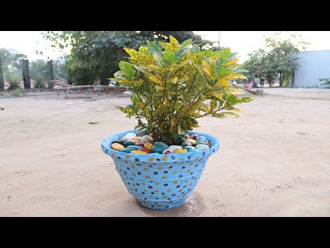 Video: Croton Growing: Merawat Croton Houseplant