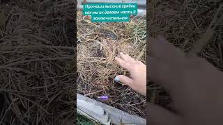 Высокие грядки, ч.3 #высокиегрядки #ленивыегрядки #мойогород #грядки #частныйдом #огород