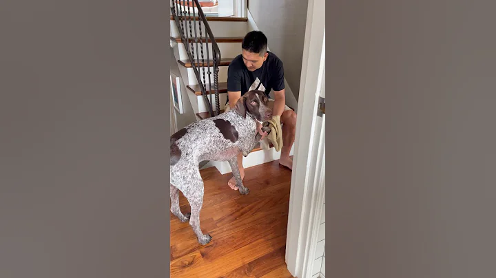 How much do German Shorthaired Pointers shed? #sho...