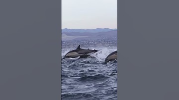 #القاريء #راحة_نفسية #korankarim54 #القران #اكسبلور #cat #duet #من_أجمل_تلاوات_القرآن #الصلاه #الكهف