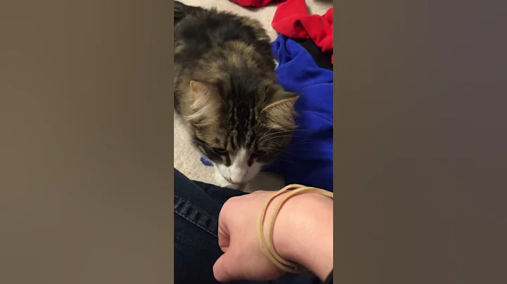 My cat is mean.