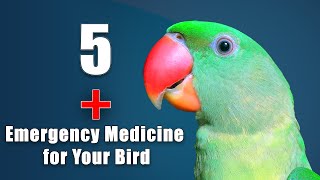 Emergency Medicine For Your Bird Tutu Talking Parrots Vlog