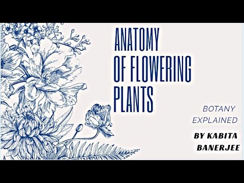 Root Apex Meristem And Concept Of Organization Of Root Apex In Hindi Youtube