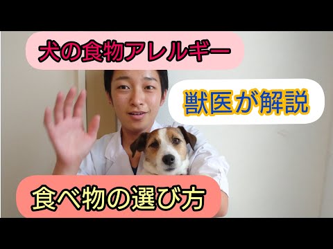 犬のかゆみや皮膚病を解決！？食物アレルギーの時の食べ物・フードの選び方について獣医が解説します！