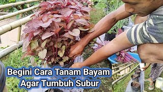 Cara Tanam Bayam Merah Di Polybag Agar Tumbuh Subur || dari benih sampai panen