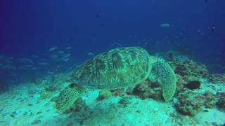 Kuredu Maldives, Diving, Turtle - September 2016