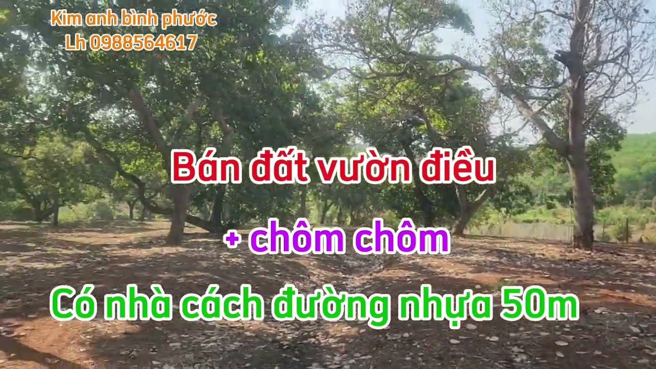 Bán đất vườn điều + chôm chôm dt 2ha54 xã tân phước đồng phú bình phước cũ lh 0988564617 