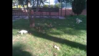 Leon Il Chihuahua E Il Labrador Kia