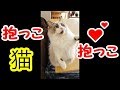 抱き癖つけてこうなりました(#^.^#) 猫 コハク君 He's a "mommy's boy", a Ragdoll cat.