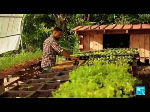 Video: Los mejores alimentos para probar en Martinica