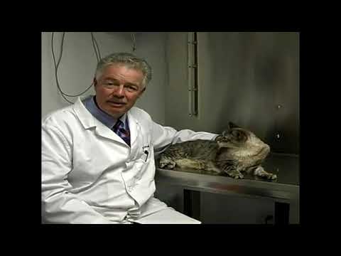 Video: Gūžas displāzija mājdzīvniekiem