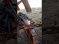 no machines, just pure skill – this poor village blacksmith shocked the uk 😱🔥🇬🇧#youtubeshorts #uk