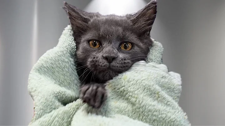 Watch the video about 12-Week-Old Maine Coon Kitten bath 😍🐱 SO CUTE!!