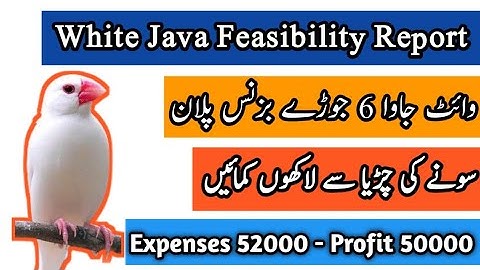 Java Sparrow 6 Pair Feasibility Report | Java Business Plan | Profitable Bird Business | Mini Zoo