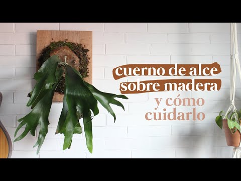 Video: ¿Qué es el marco de alce?