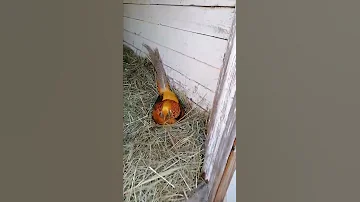 Самец лимонного фазана в роли наседки.