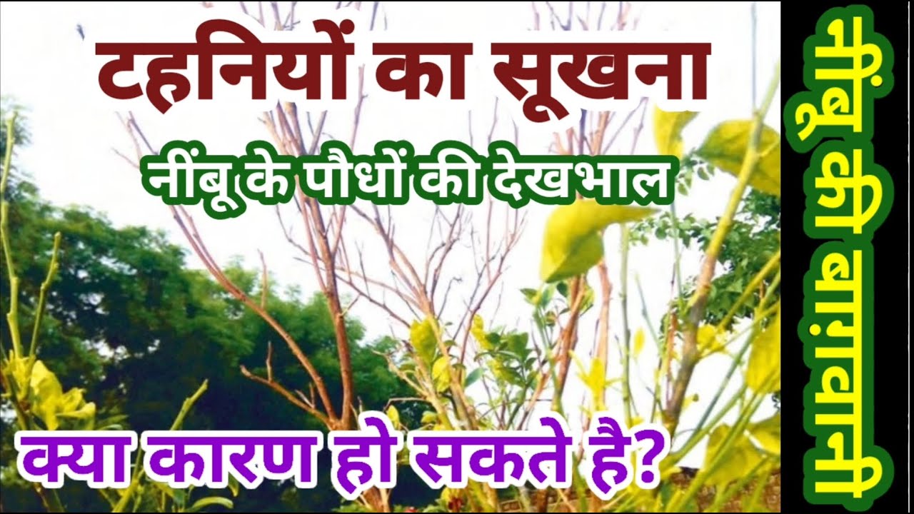 171. नींबू के पौधों में टहनियां सूखने के कारण