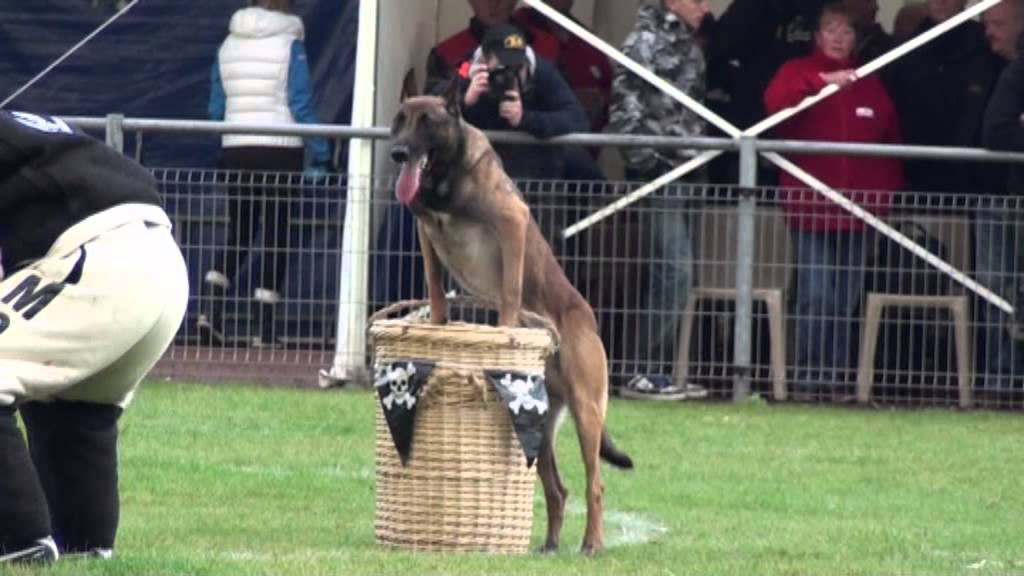 Coupe du Monde de Chiens de travail en MondioRing à Grande Synthe 2012, clip 01