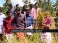 Youth Success story paddy field