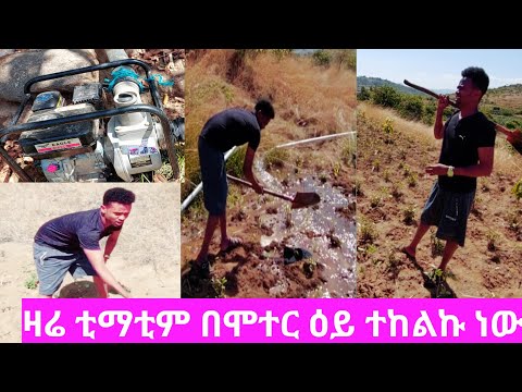 ቪዲዮ: የጥቁር ኢትዮጵያ ቲማቲም መረጃ - ስለጥቁር ኢትዮጵያ ቲማቲም ስለ መንከባከብ ይማሩ