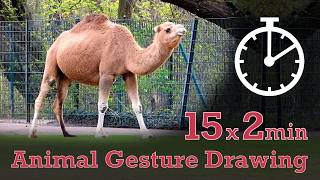 Animal Drawing References #337 - Dromedary - 15x2min poses