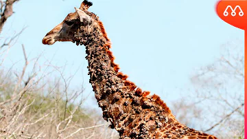 Como fica uma girafa quando está doente?