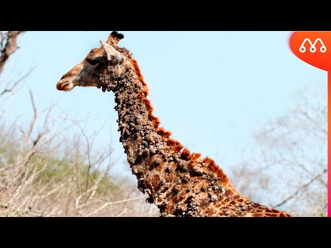 Vídeo: Por Que Uma Girafa Foi Morta Em Copenhague