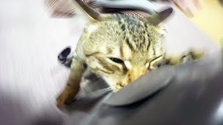 無抵抗の相手と戦い続けるみーちゃん