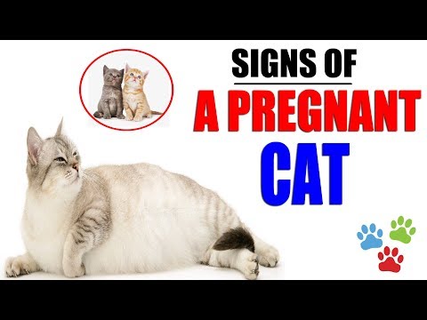 signs-of-a-pregnant-cat-about-to-give-birth-|-how-do-you-know-your-cat-is-pregnant-|-cat-pregnant