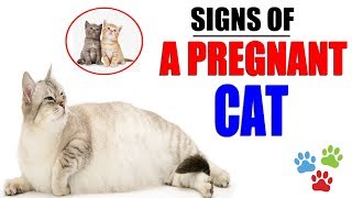 Signs Of A Pregnant Cat About To Give Birth | How Do You Know Your Cat Is Pregnant | Cat Pregnant