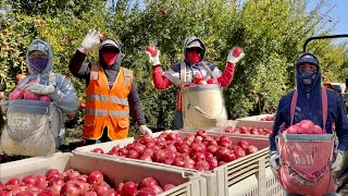 ESTA CUADRILLA NECESITA GENTE PARA TRABAJAR TODO EL AÑO CORTE DE GRANADA EN USA