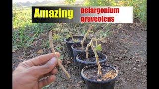 شوف الطريقه الصحيحه لأكثار نبات العطر من البدايه للنهايه|pelargonium graveolens