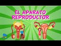 EL APARATO REPRODUCTOR | Videos Educativos para Niños