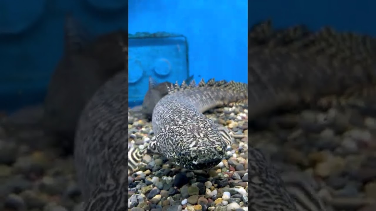 Monster Ornate Bichir Fish 😲 
