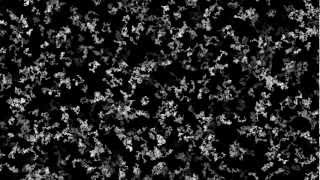 Roaming Lines - Black And White - Live Wallpaper