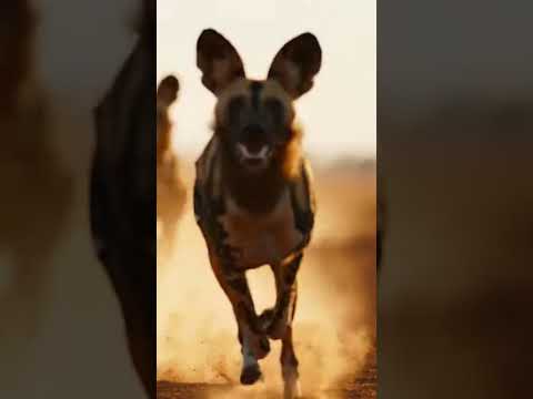 مطاردة حقيقية في البرية قطيع كلاب برية يلاحق خنزير ا بسرعة مذهلة