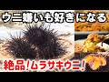 【今が旬】ウニ嫌いも好きになる！！天草の希少なムラサキウニにカメラマンも感動！