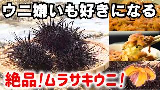 【今が旬】ウニ嫌いも好きになる!!天草の希少なムラサキウニにカメラマンも感動!
