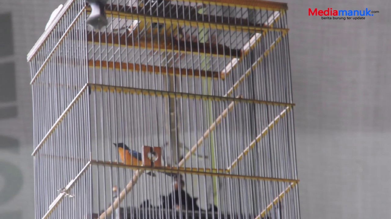 Suara Burung Tledekan Ngeroll Buka Paruh Lagu Kasar Jawara