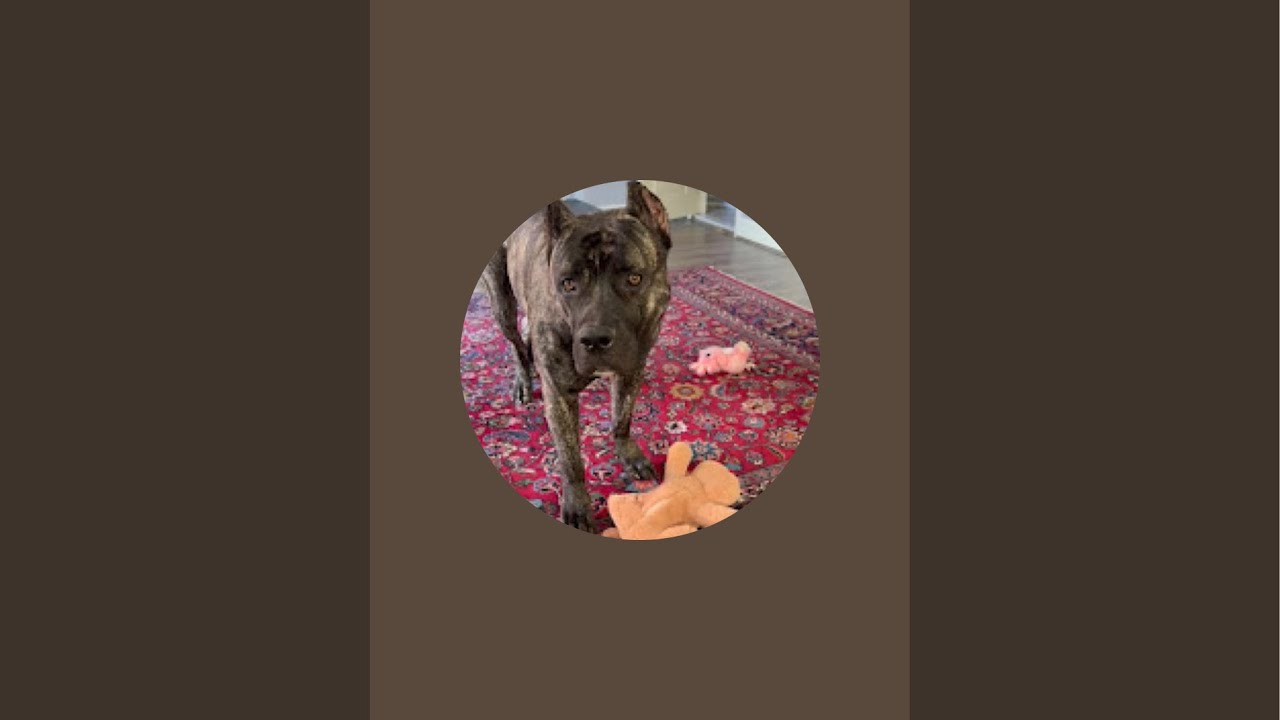 Hercules The Great Presa Canario is live!